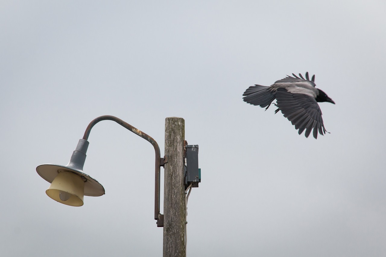 crow bird the lamppost free photo