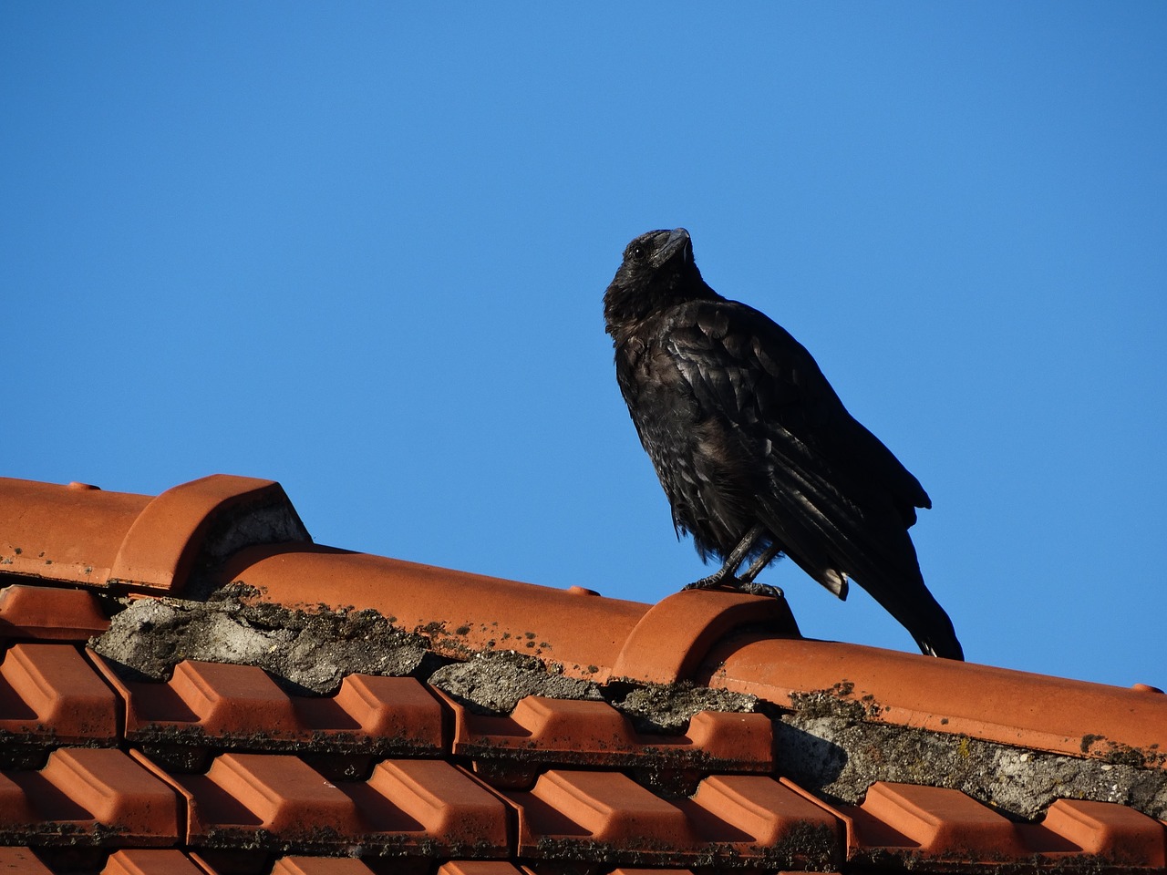 crow roof paris free photo