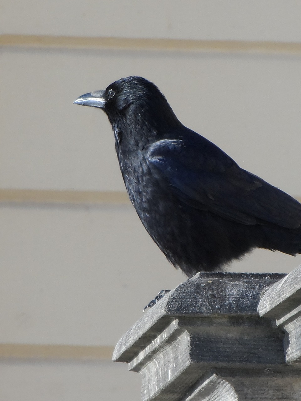 crow raven bird black free photo