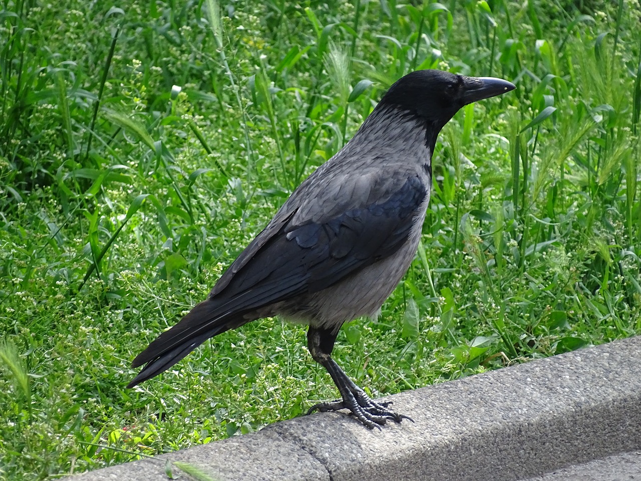 crow bird animal free photo