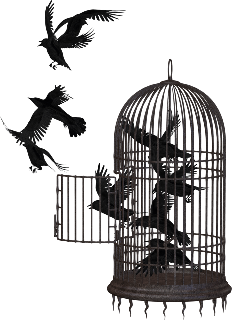 crow bird cage cage free photo