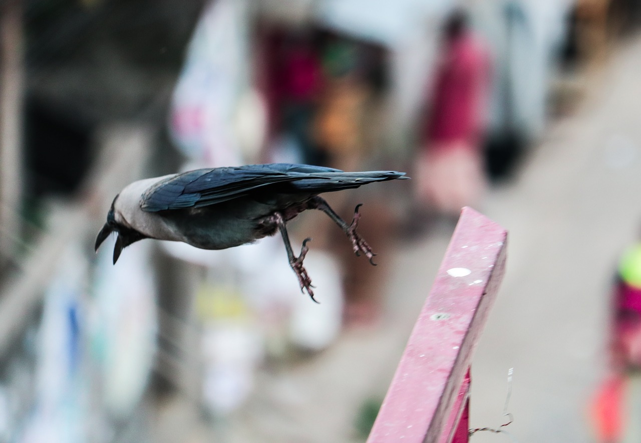 crow black bird free photo