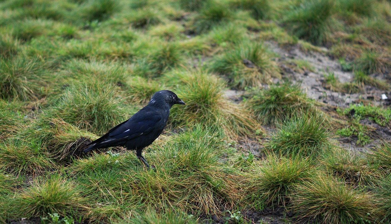 crow bird raven bird free photo