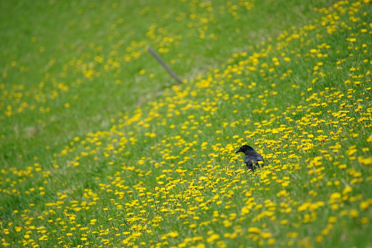 crow volatile bird free photo