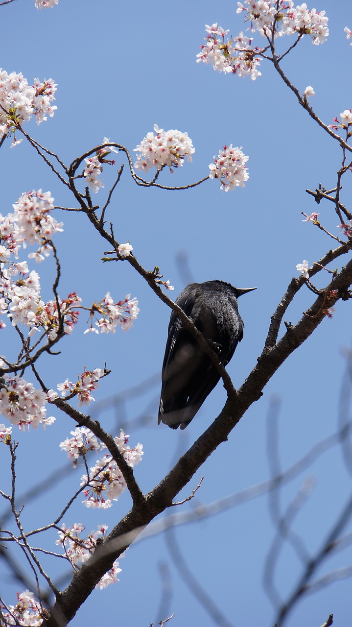 crow new black free photo