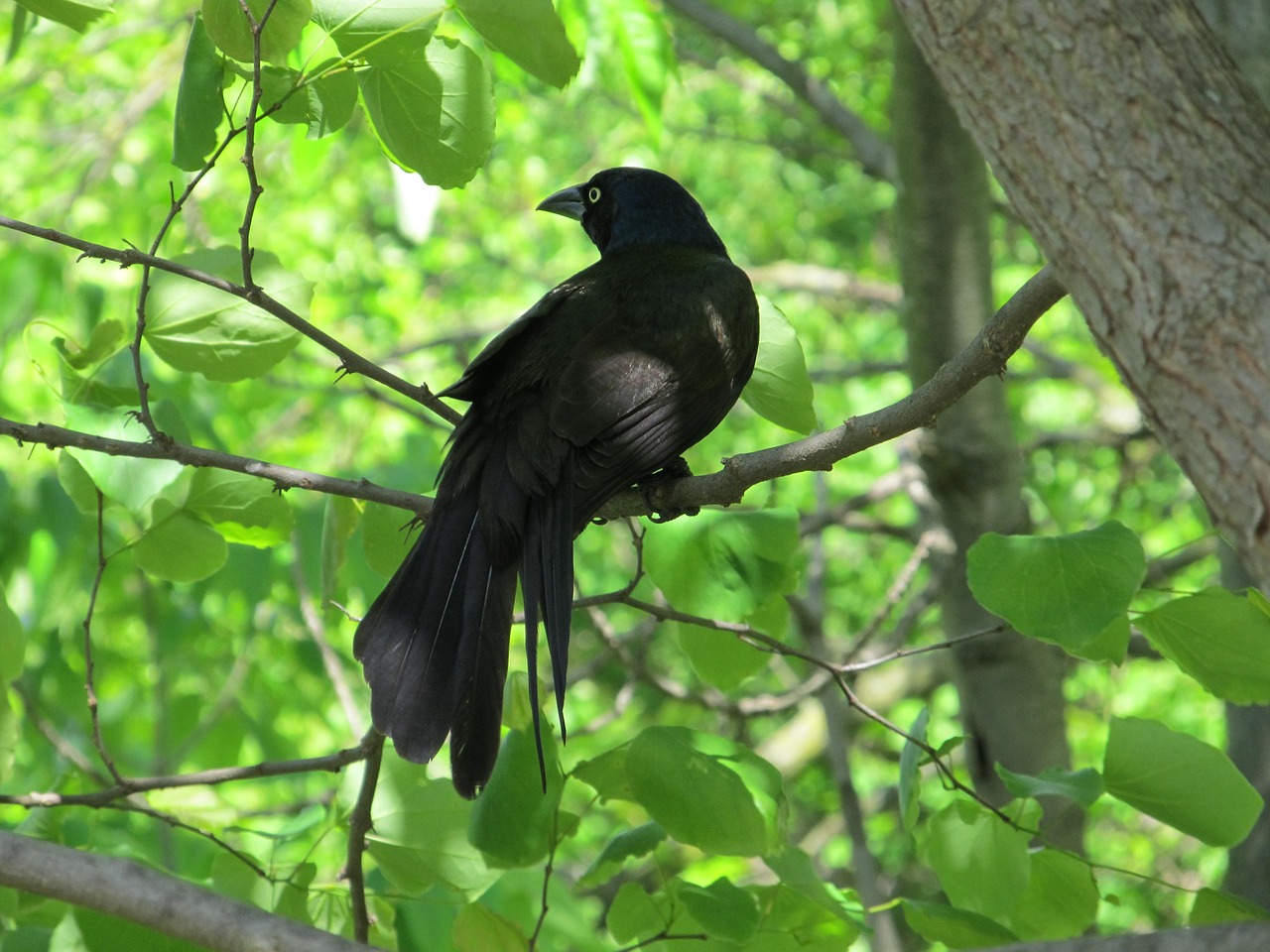 crow raven blackbird free photo