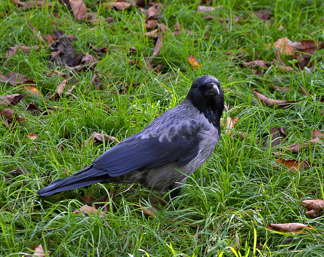 crow nature birds free photo