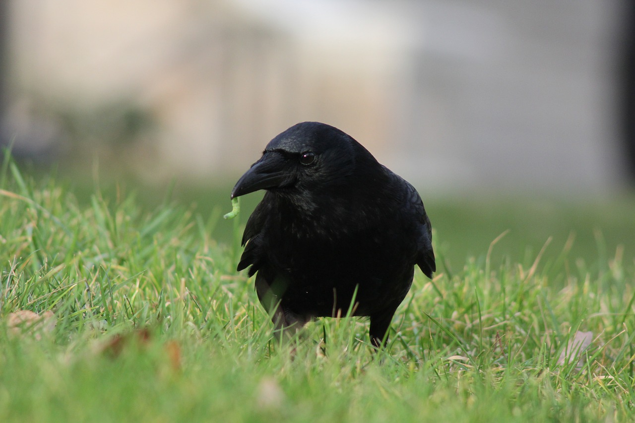 crow worm corvus free photo