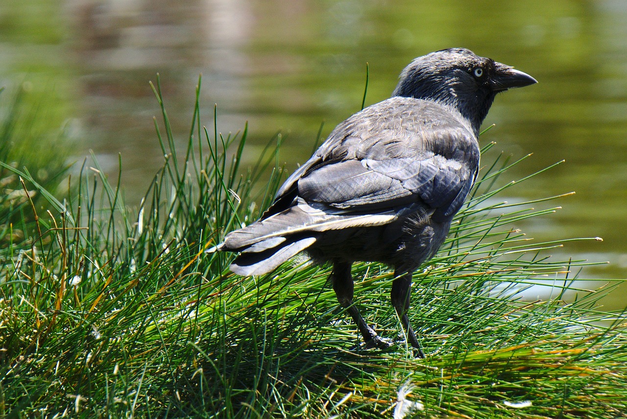 crow grass water free photo