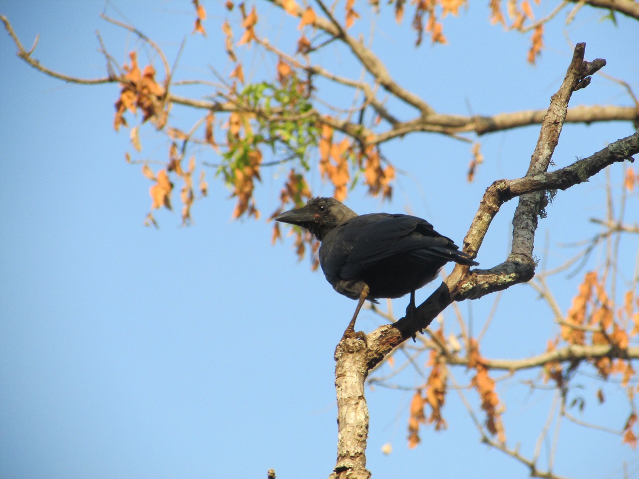 crow raven bird free photo