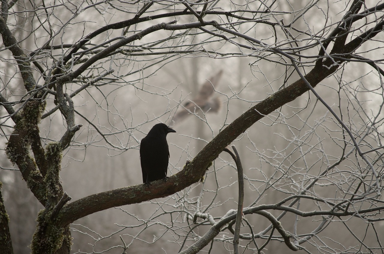 crow harassing owl free photo