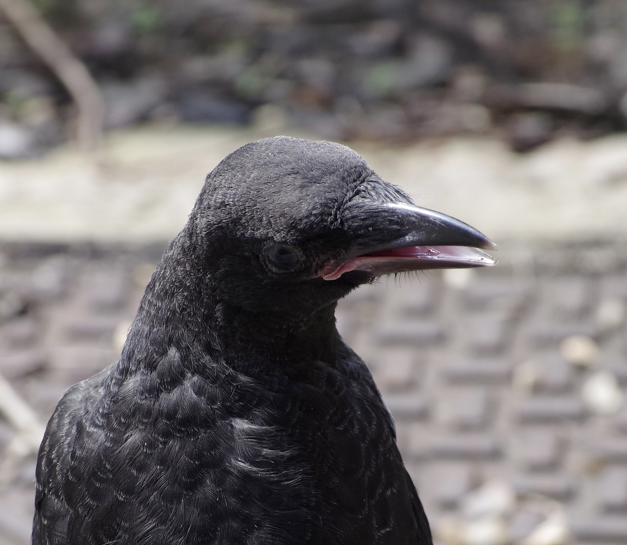 crow bird black free photo