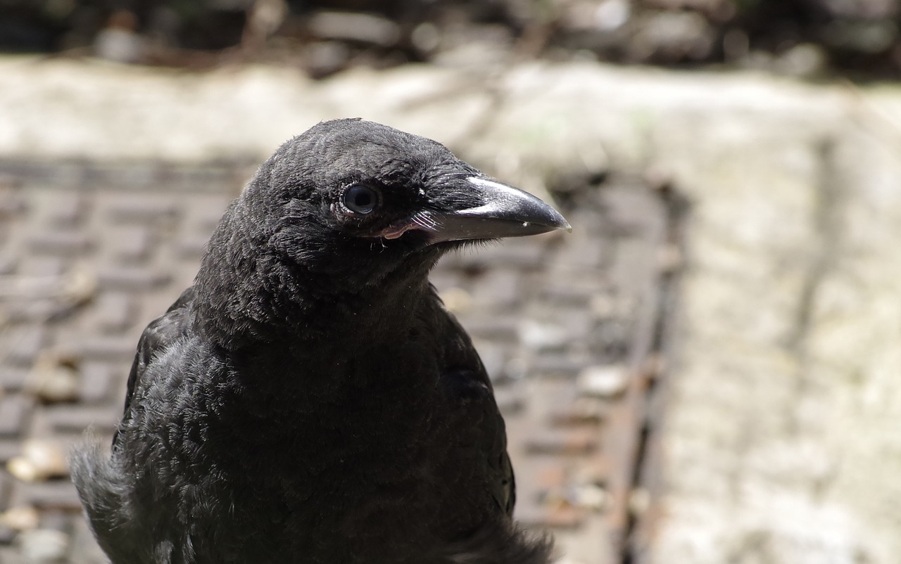 crow bird black free photo