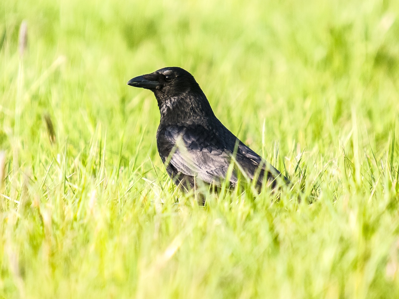 crow carrion crow raven bird free photo