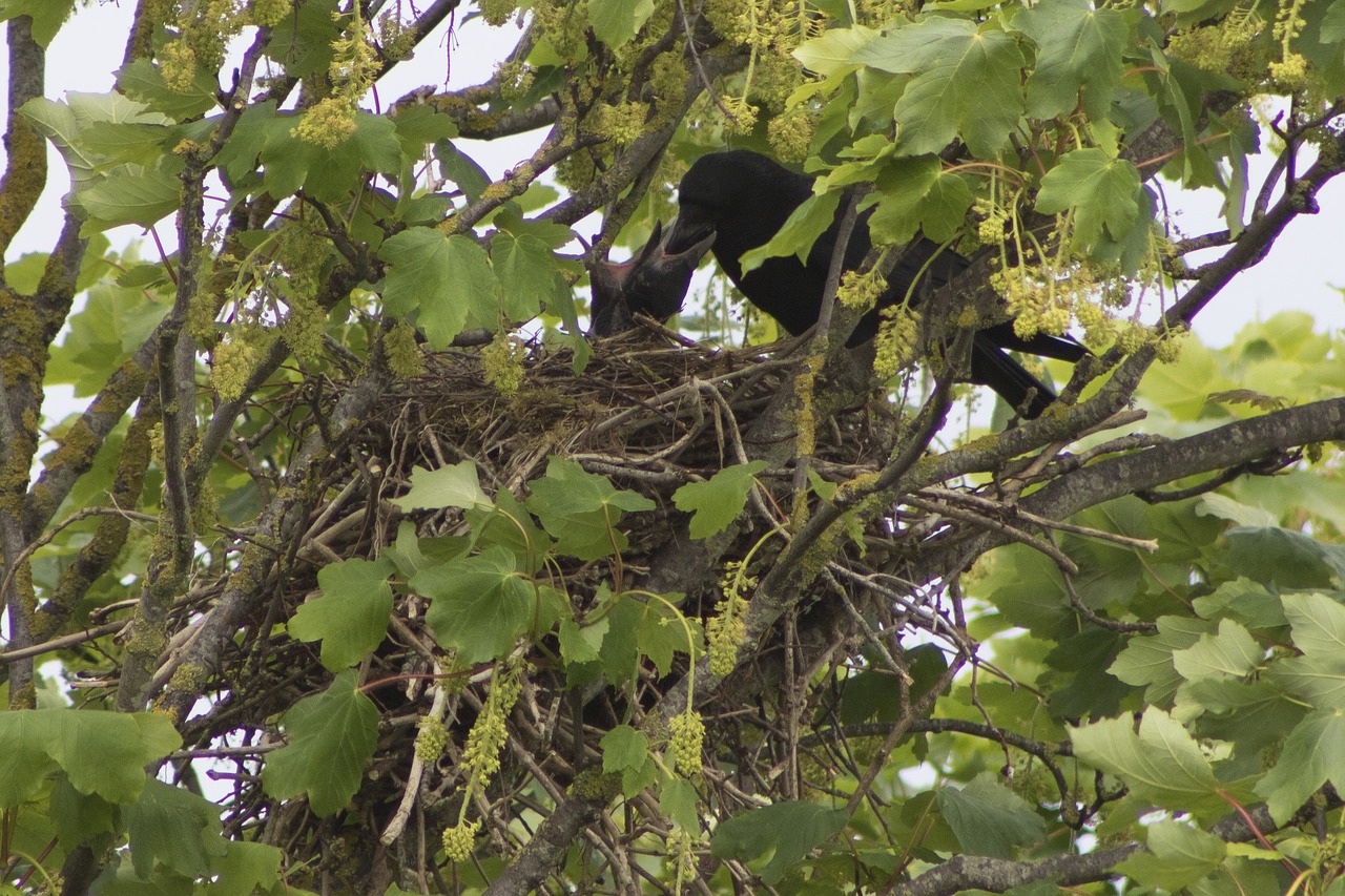 crow raven nest free photo