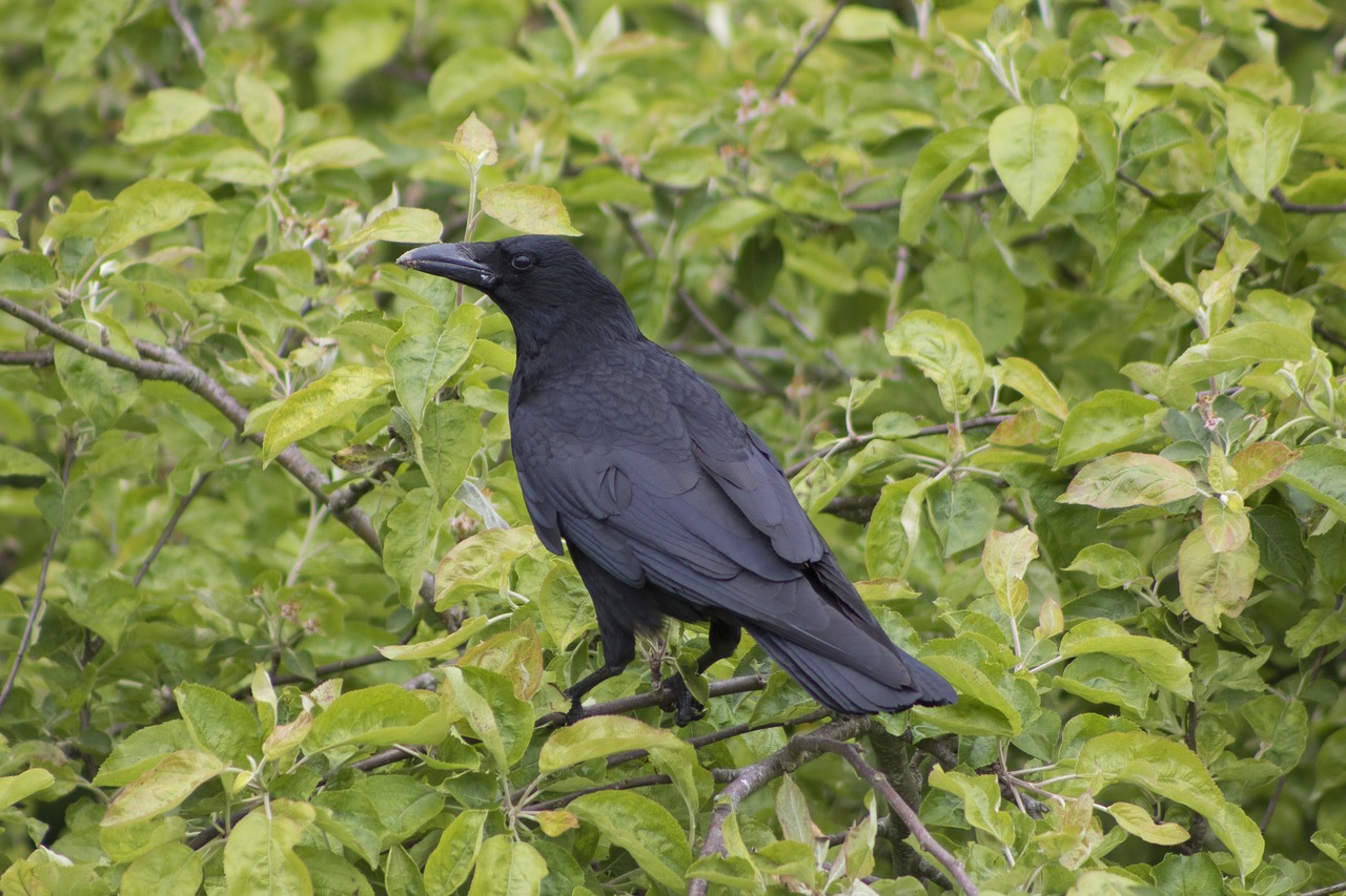 crow raven nest free photo