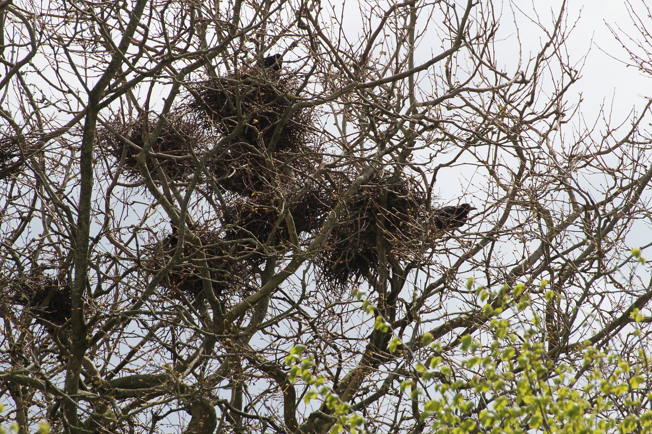 crow crow's nests birds free photo
