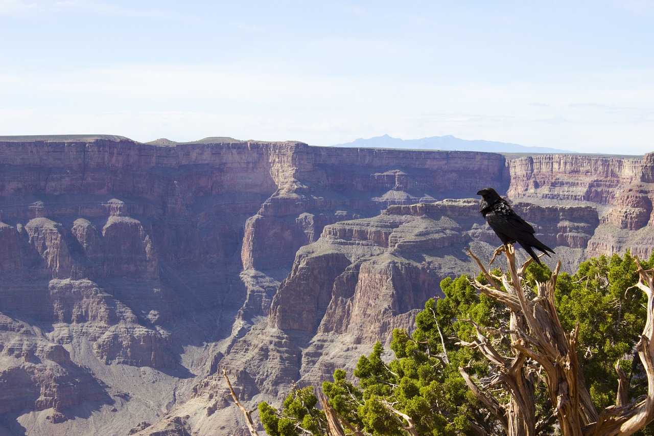 crow grand canyon grand free photo