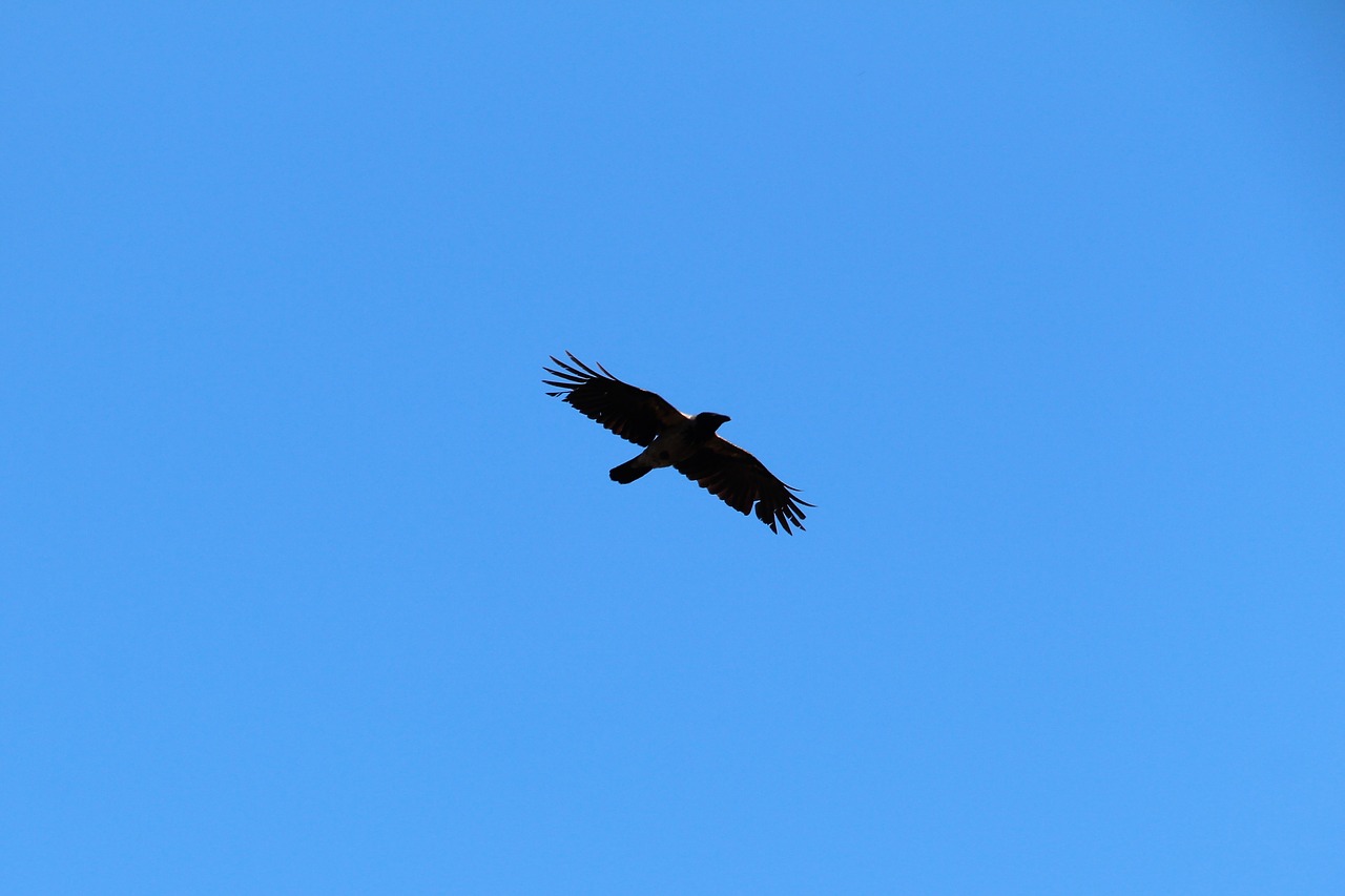 crow flight sky free photo