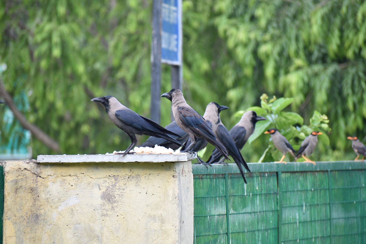 crow house crow corvus free photo