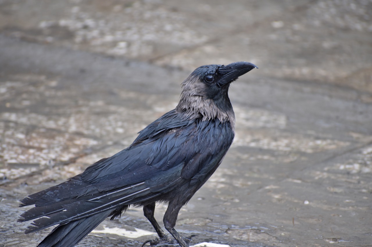 crow greynecked corvus free photo