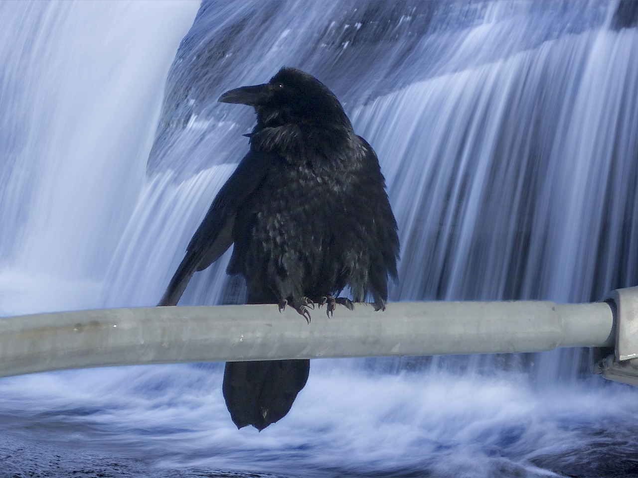 crow bird blackbird free photo