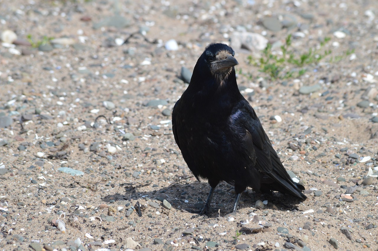 crow raven bird free photo