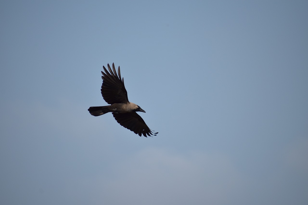 crow bird flight flying free photo