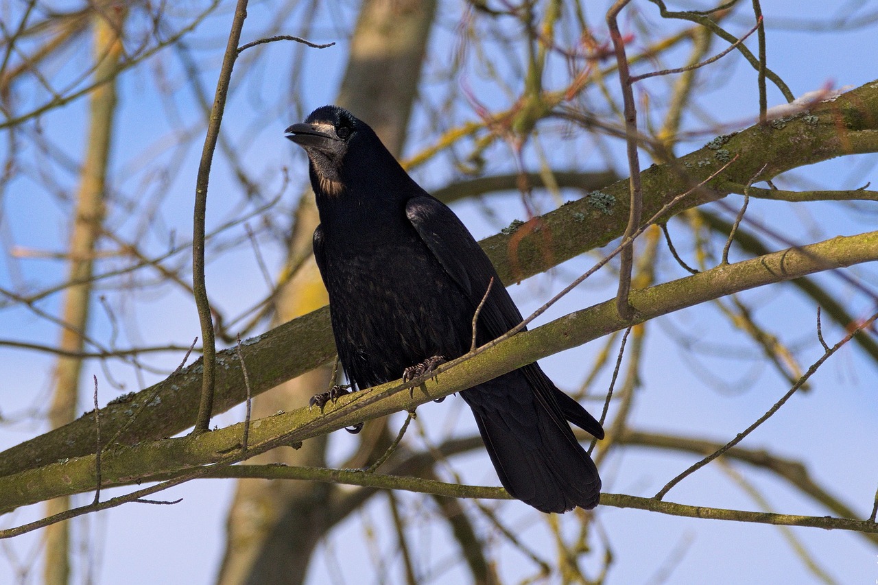 crow bird tree free photo