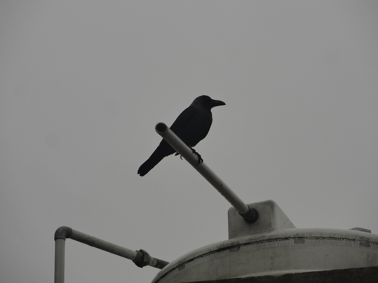 crow tank watertank free photo