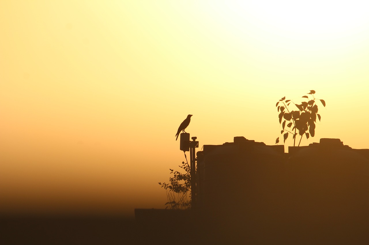 crow sunset sunrays free photo
