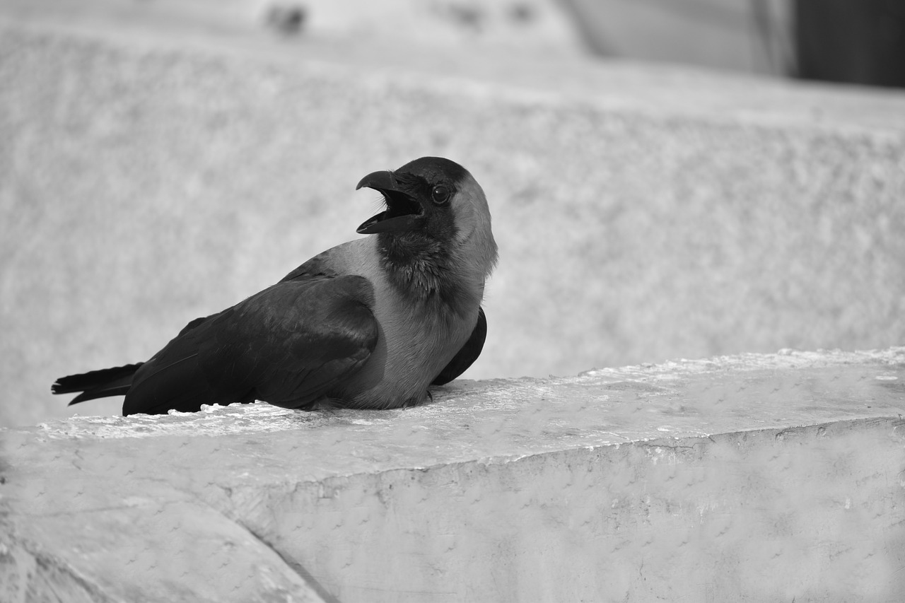 crow grey-necked house crow free photo