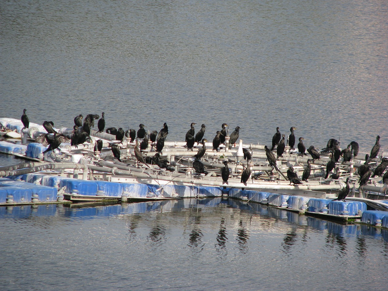 crow water dam free photo