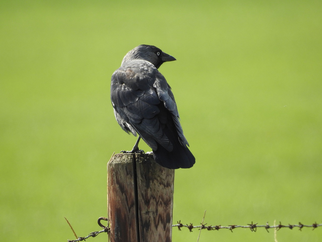 crow bird raven bird free photo