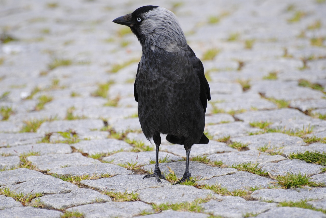 crow bird setts free photo
