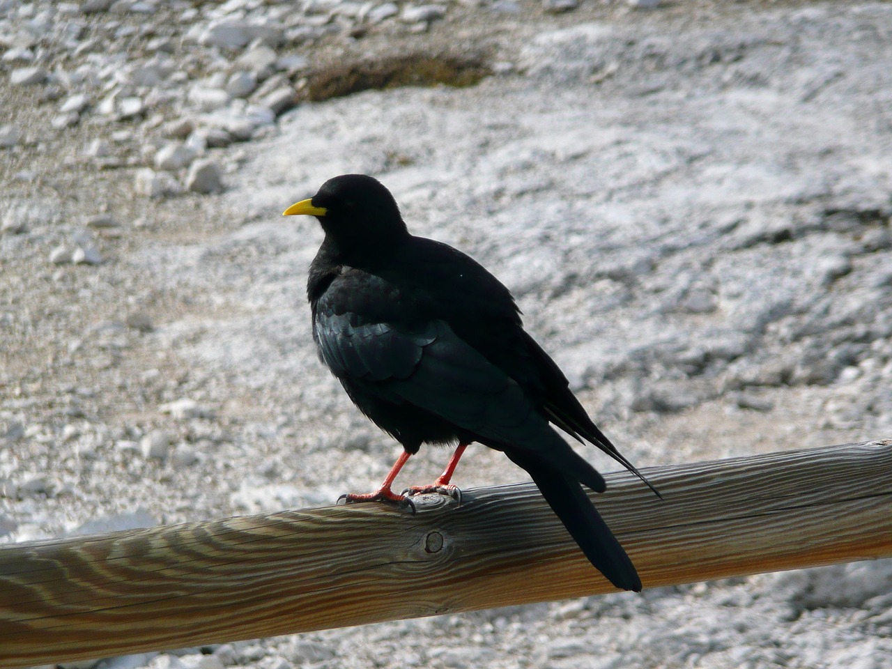 crow mountain yellow beak free photo