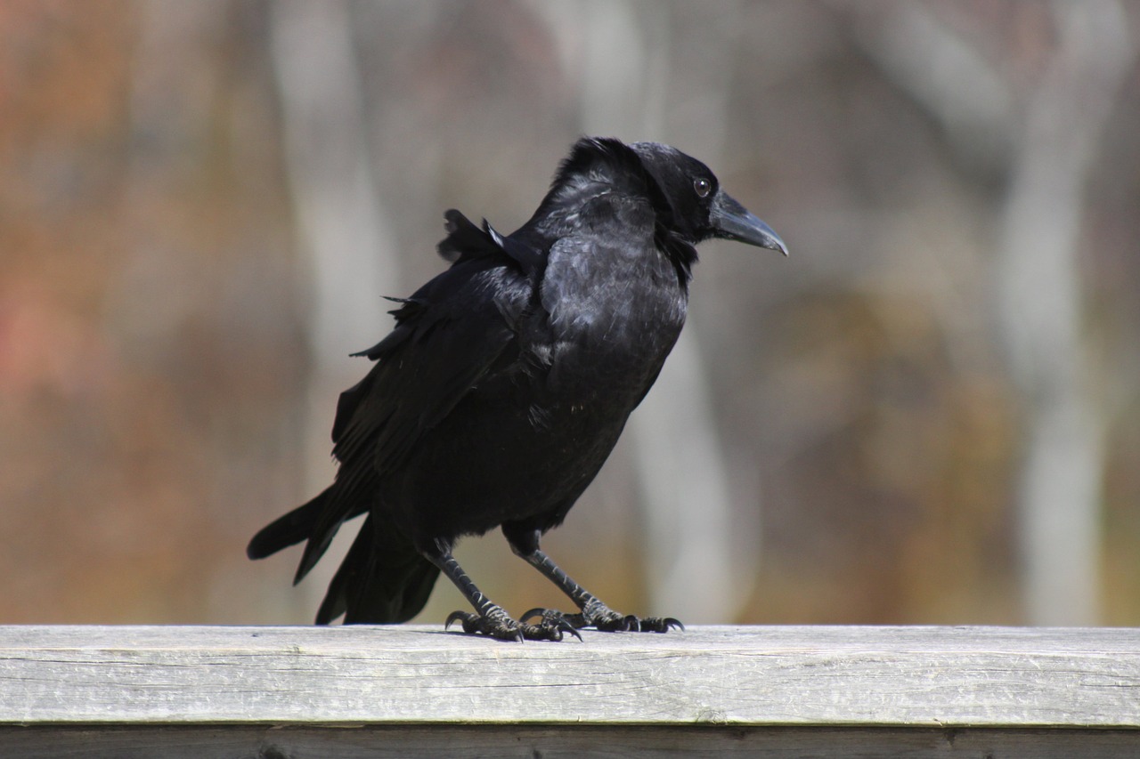 crow standing railing free photo