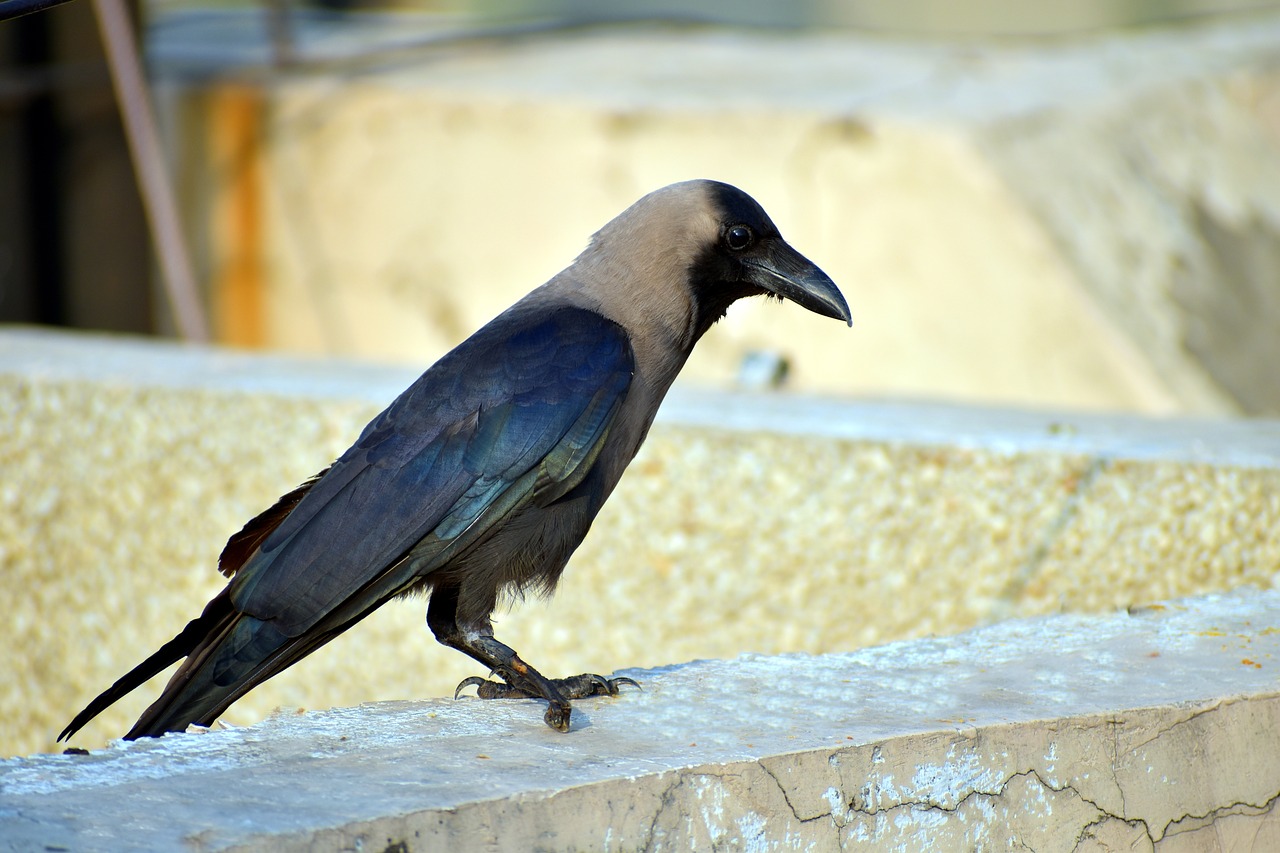 crow grey-necked corvus free photo