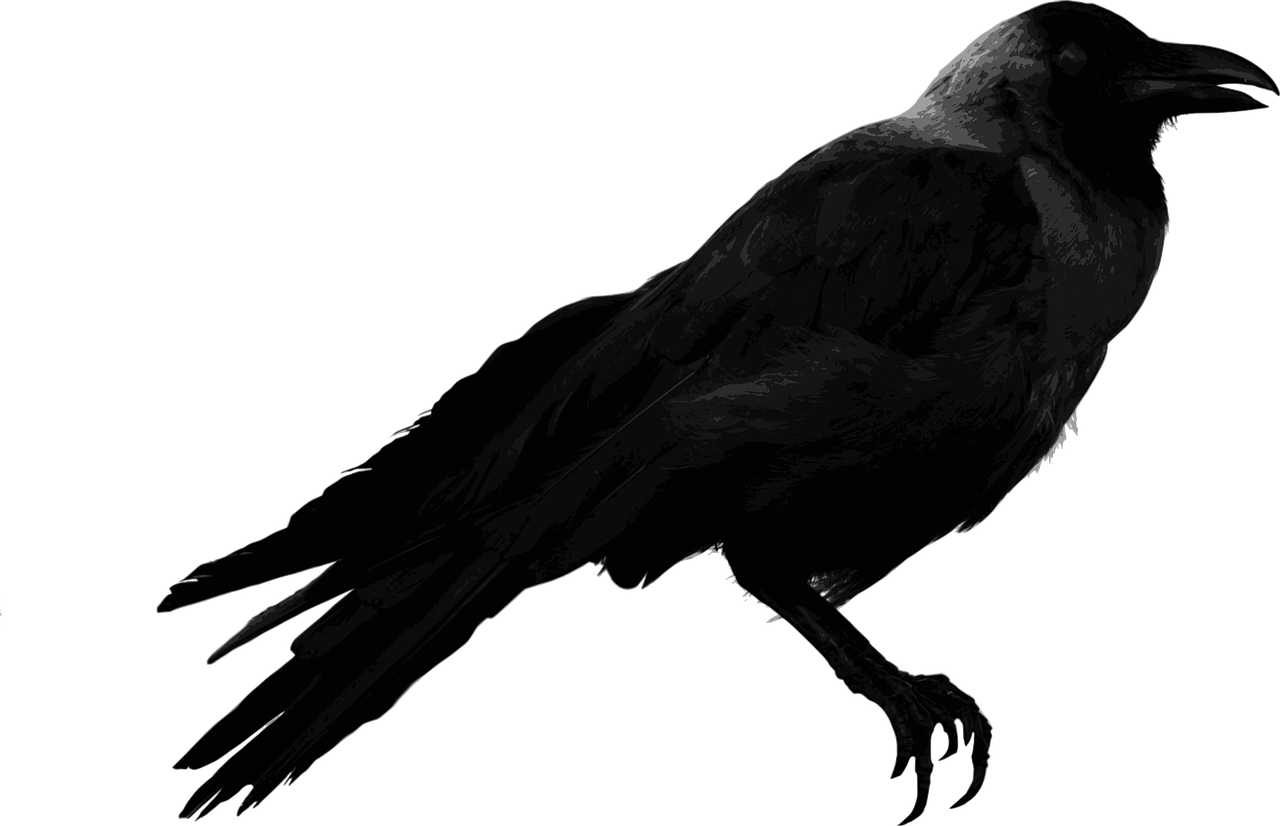 crow house crow corvus free photo