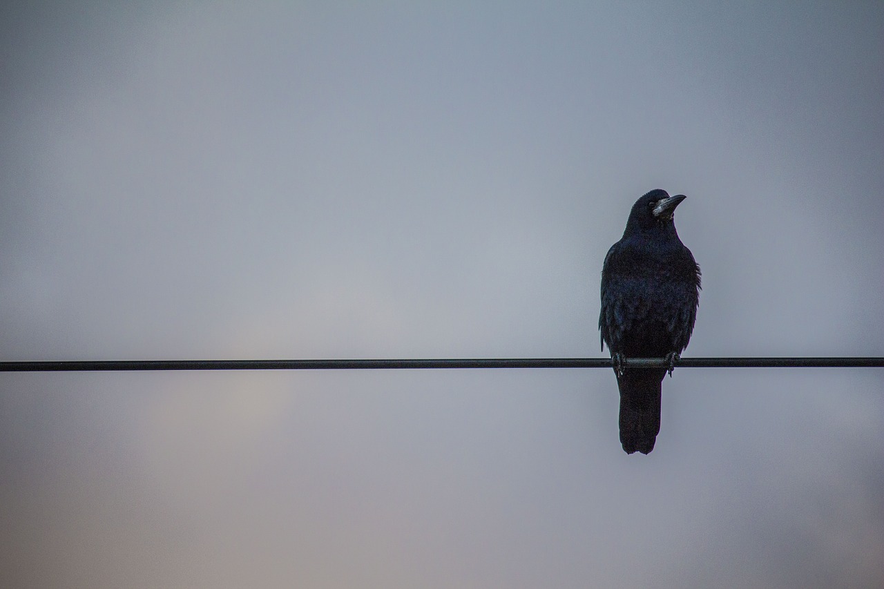 crow sky black bird free photo