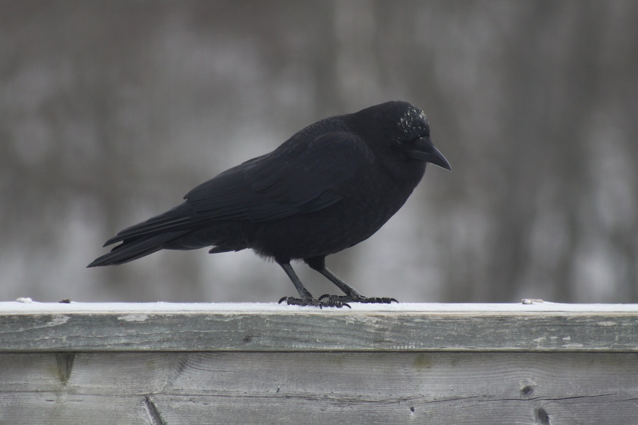 Чёрные птицы на перилах. Ворона зимой фото в высоком разрешении. Cold bird
