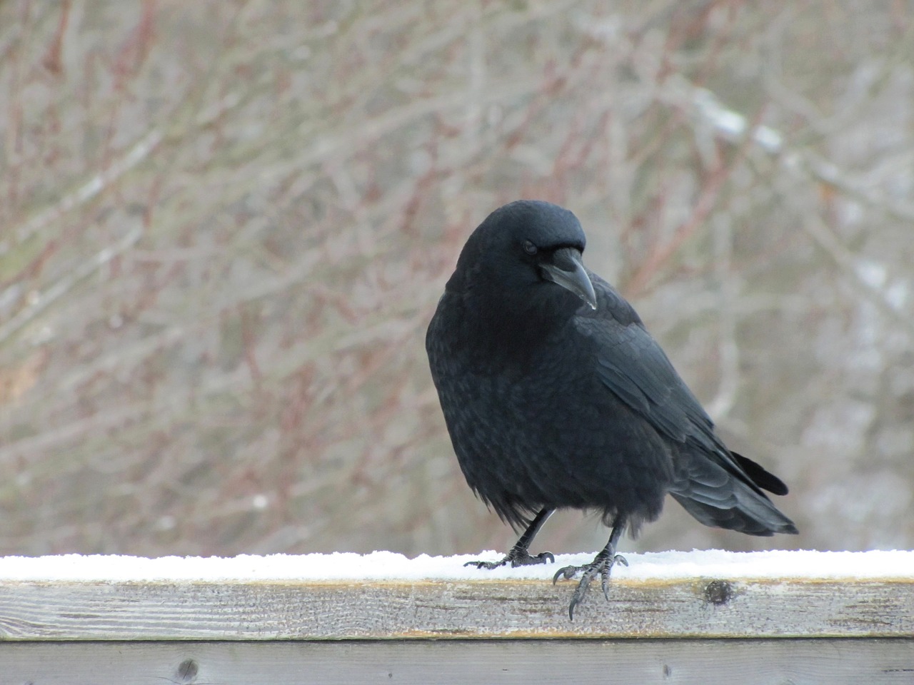 crow winter snow free photo
