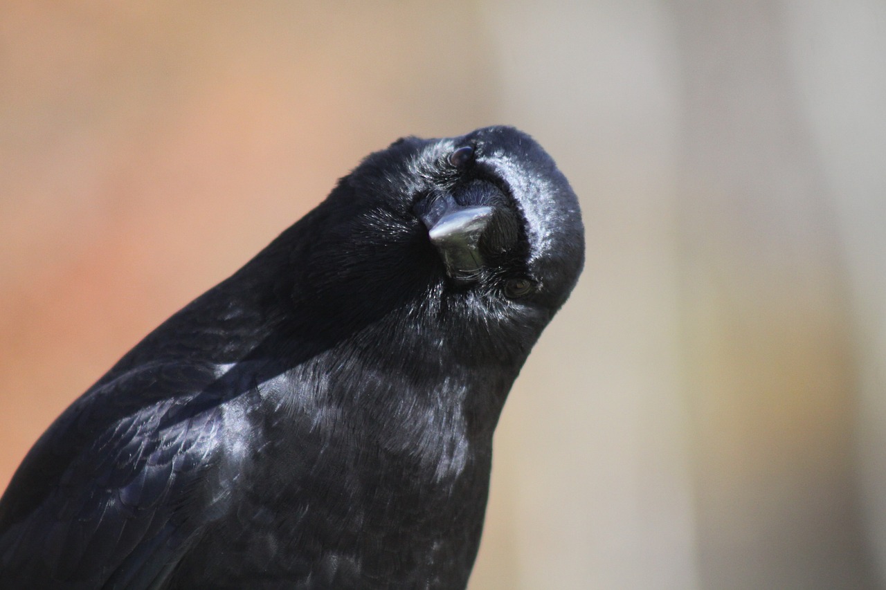 crow head tilt bird free photo