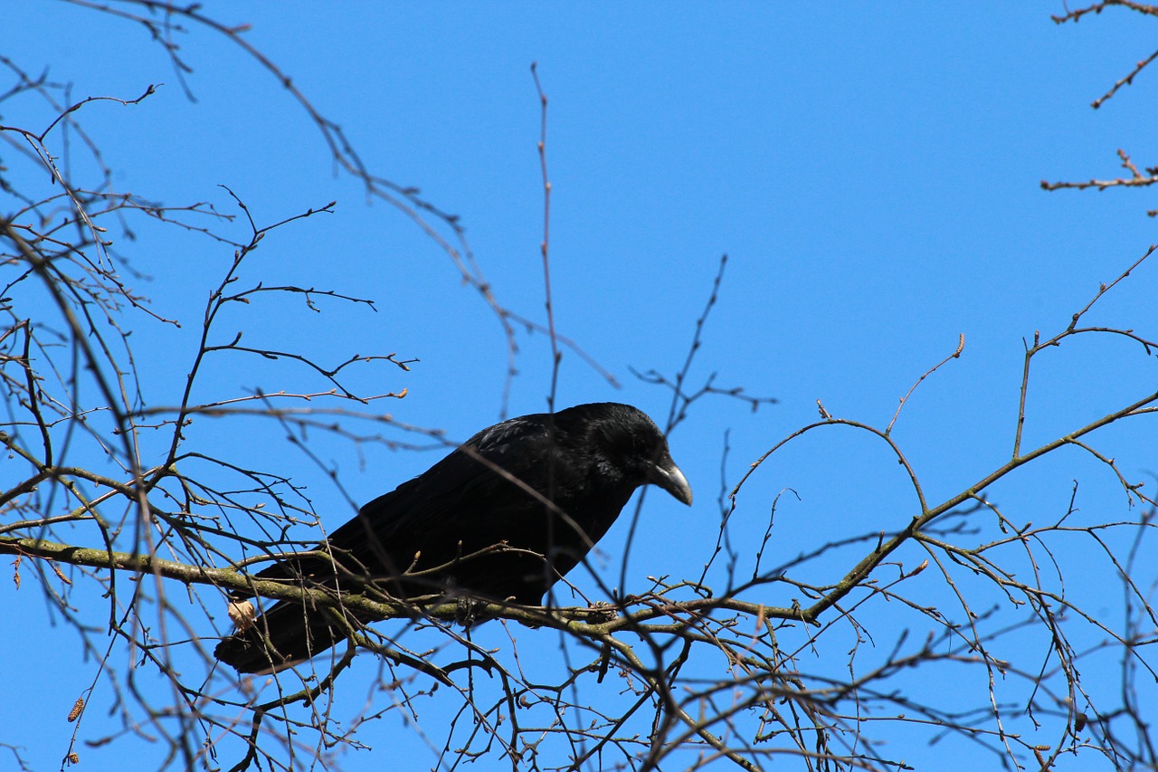 crow corvus frugilegus rook free photo