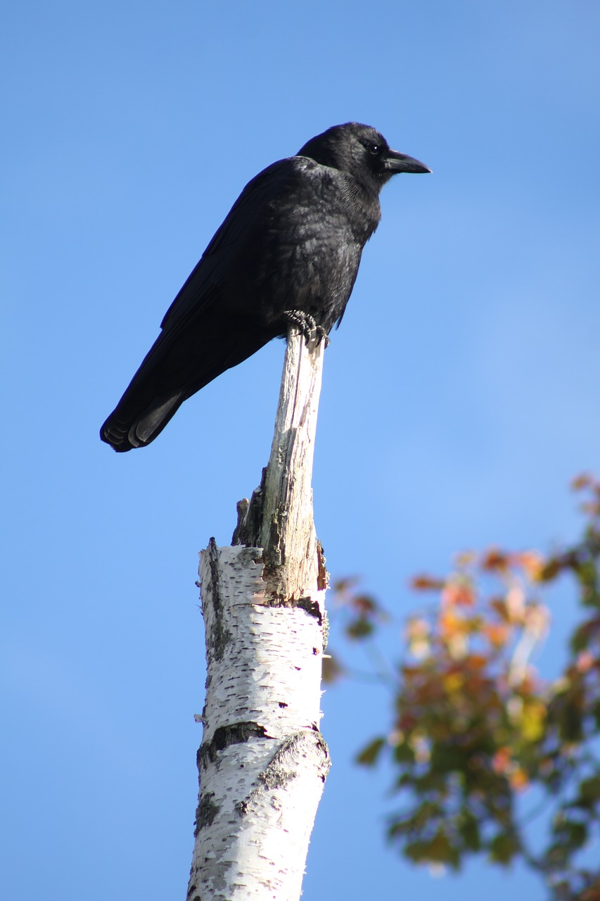 crow perched birch tree free photo