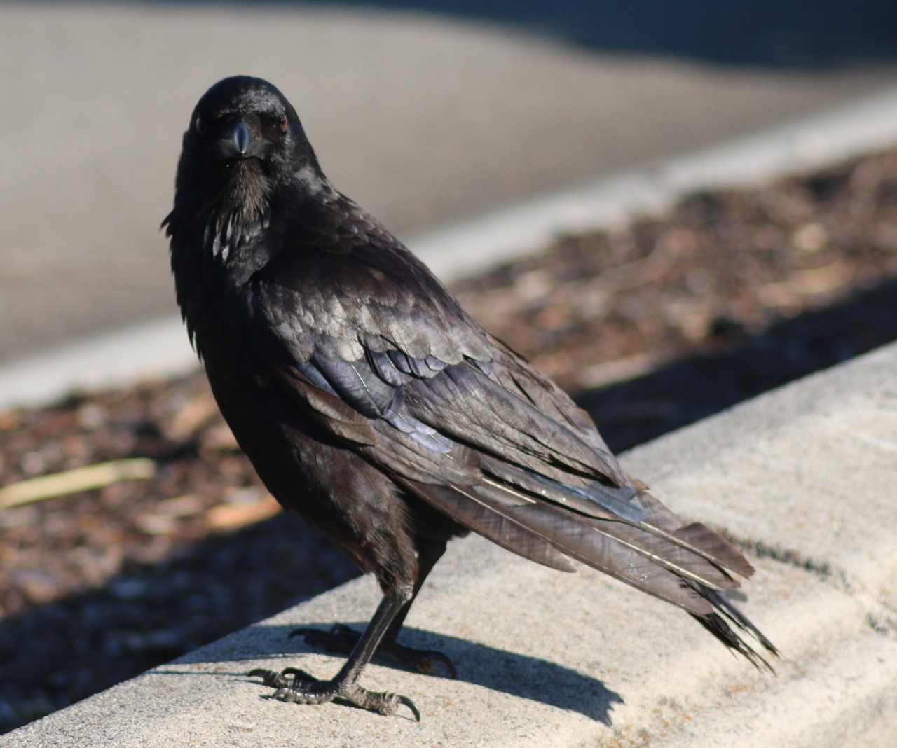 crow raven wing free photo