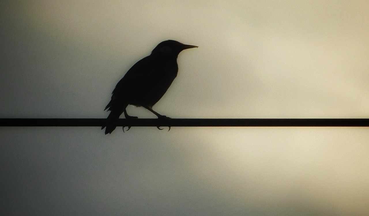 crow morning wire free photo