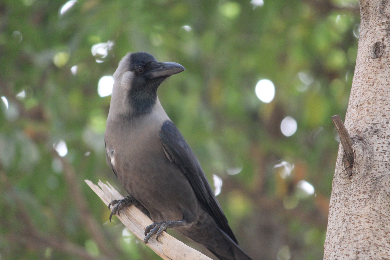 crow bird aves free photo
