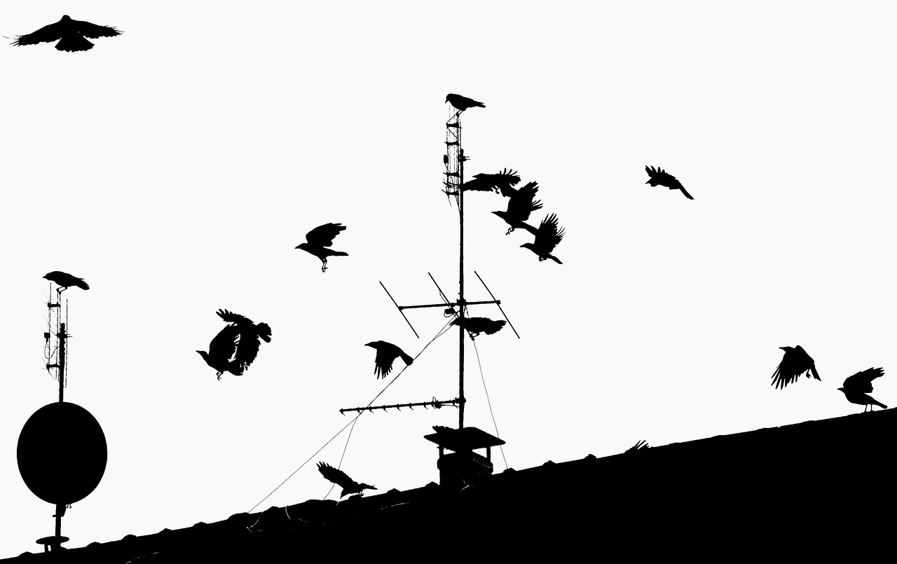 crow ravens birds free photo
