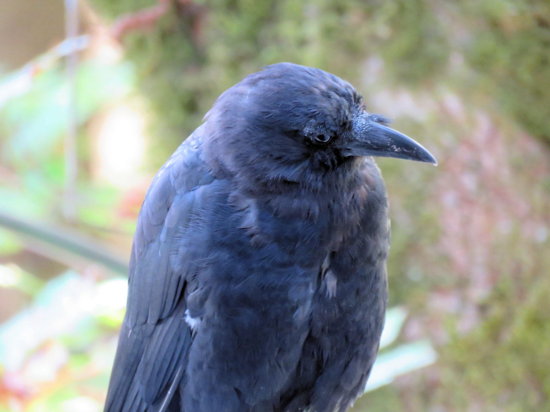 crow raven bird free photo